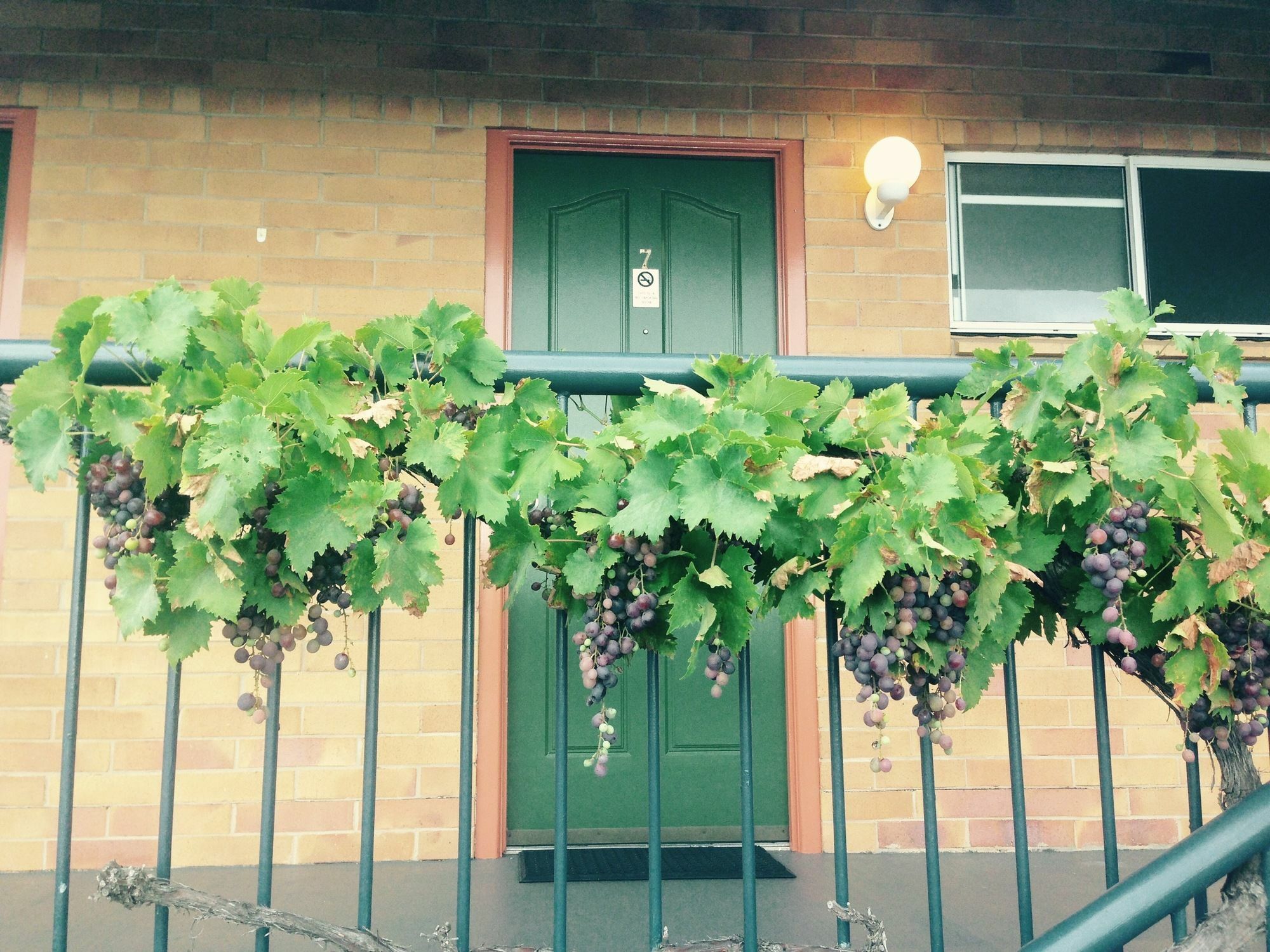 The Vines Motel & Cottages 史丹霍普 外观 照片